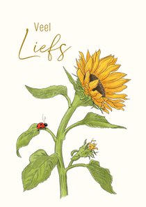 Wenskaart zonnebloem met lieveheersbeestje