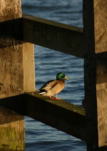Zomaar kaartje duck op de steiger