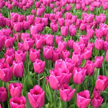 4K Roze Tulpen