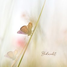 Bedankkaart vlinders-vierkant