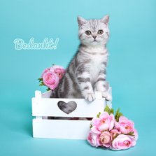 Bedankt - Kitten met bloemen