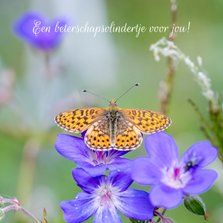 Beterschapskaart met oranje vlinder op paarse geranium