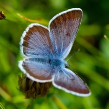 Blauwe vlinder 2