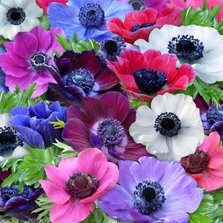 Bloemenkaart met kleurrijke Anemonen voor een vriendin