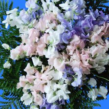 Bloemenkaart paars,roze,wit