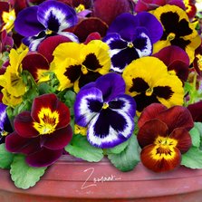 Bloemenkaart violen in fleurige kleuren in pot