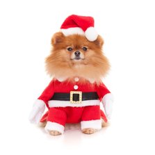 Dieren Kerstkaart - Pomeranian kerstman