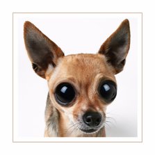 Dierenkaart Chihuahua