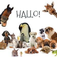 Dierenkaart met allemaal verschillende dieren