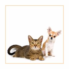 Dierenkaart met kat en chihuahua