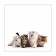 Dierenkaart met kittens