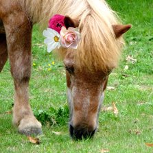 Dierenkaart Paard met bloemen