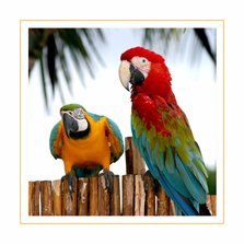 Dierenkaart Papegaaien
