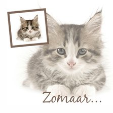 Dierenkaart poesje zomaar...