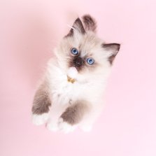 Dierenkaart Roze - kitten staand - Kat