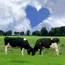 Echte liefde Koeien