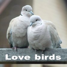 Felicitatiekaart lovebirds2