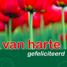 felicitatiekaart met tulpen