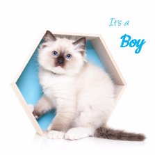 Geboortekaart - Kitten It's a boy