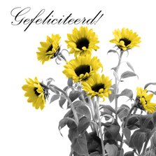 Gefeliciteerd zonnebloemen