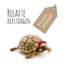 Kerst verhuiskaart grappig met schildpad 