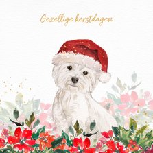 Kerstkaart met Maltezer hond, kerstmuts en kerstgroen