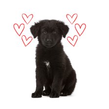 KNGF Geleidehond valentijnskaartje