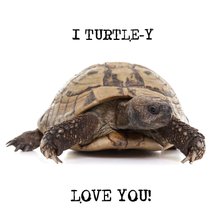 Liefde - I Turtle-y Love You - Schildpad