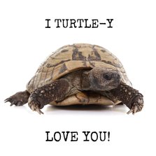 Liefde - I Turtle-y Love You - Schildpad