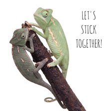 Liefde - Let's stick together - Kameleon