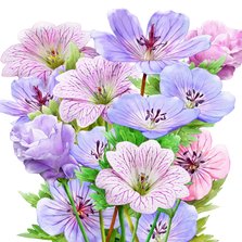 Mooie bloemenkaart blauwe en roze bloemen met Bolderik