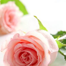 Romantische roze rozen
