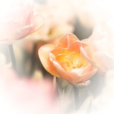 Rouwkaart vierkant met foto van tulpen