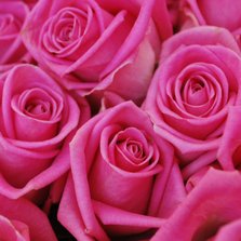 Roze rozen Anet Fotografie