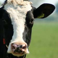 Typisch Hollands - koe