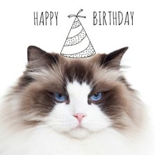 Verjaardag | Not so happy birthday cat | Kat