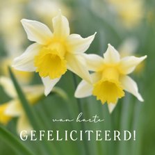 Vrolijke lente felicitatiekaart met gele narcissen
