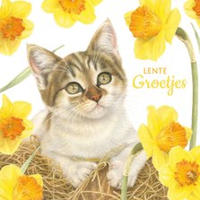 Wenskaart lente groetjes kitten tussen de narcissen