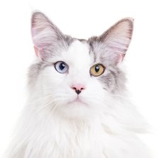 Zomaar een dierenkaart - Kat mooie ogen