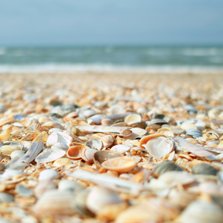 Zomaar kaart strand schelpen en zeewier