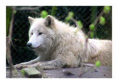 Dieren Fotokaart witte wolf