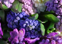 Hyacinten paars lila