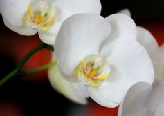 Orchidee - Bloem - OT