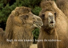 Zegt de ene kameel tegen de andere