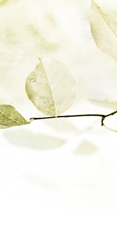 Rouw- bedankkaart wit bladeren sereen Achterkant