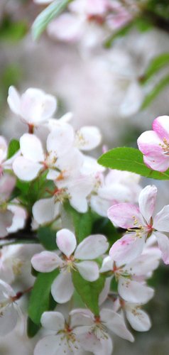 Rouwkaart appelbloesem Achterkant