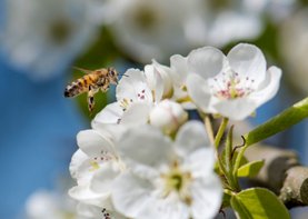 Bloemenkaart met witte appelbloesem en vliegende bij