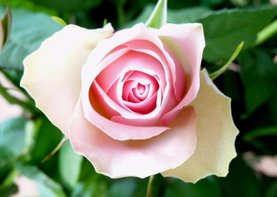 Bloemenkaart roze Roosje