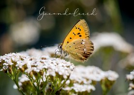Condoleance kaart met verstilde vlinder op witte bloemen