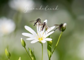 Condoleancekaart met witte bloem en insecten